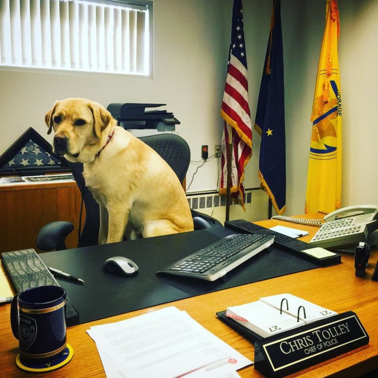 @iloveanchorage Top Dog covering for the Top Cop. "Get to work guys!" ~Odie
#goodtobetheboss #detectiveodie #odielife #anchorage